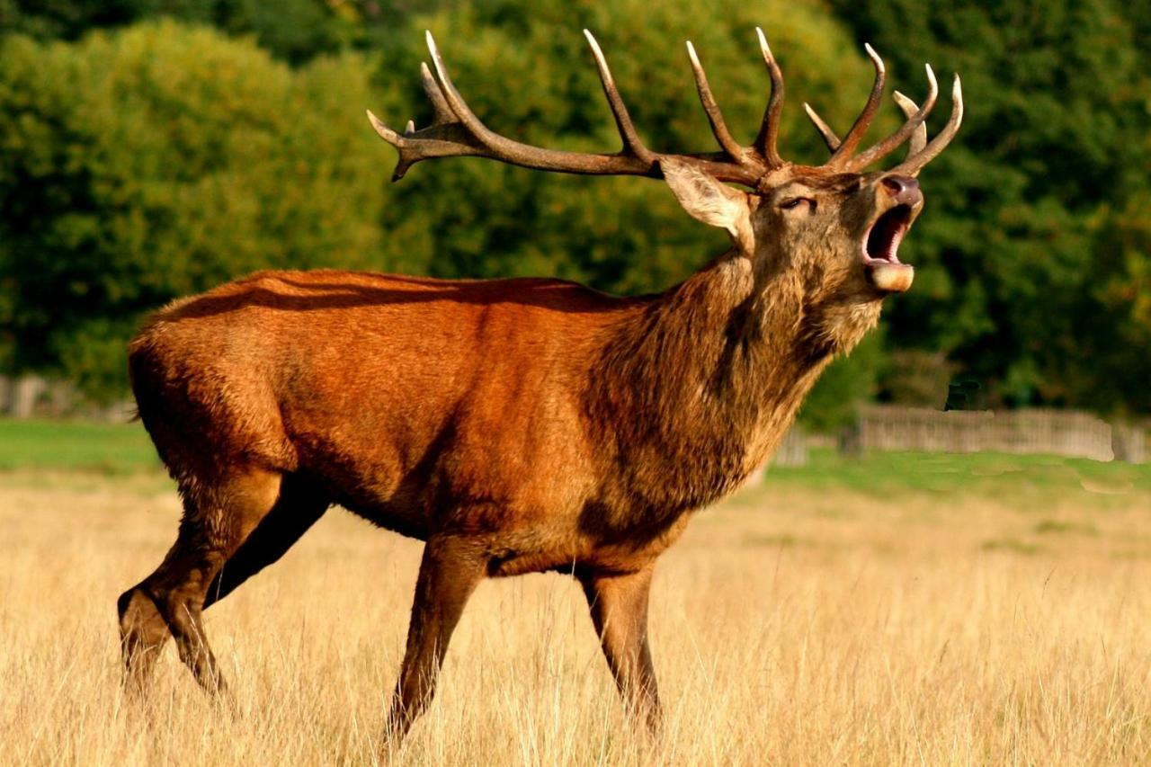 Ardennes Forest Nassogne Dış mekan fotoğraf